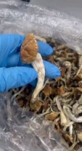 Magic Mushroom Store Near Me UK and Europe