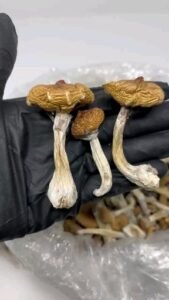 Buy Magic Mushroom Near Me UK: Safe Psilocybin Delivery Across UK, Europe, and USA