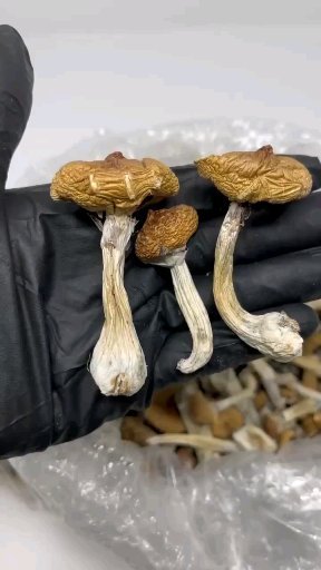 Buy Magic Mushroom Near Me UK: Safe Psilocybin Delivery Across UK, Europe, and USA