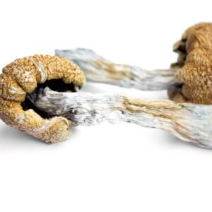Buy Liberty Cap in the UK and Europe – Safe Online Guide