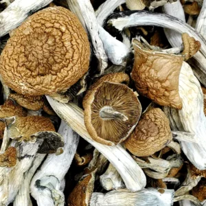 Magic Mushroom UK: Complete Guide to Psilocybin Mushrooms, Legal Status, and Use in 2025