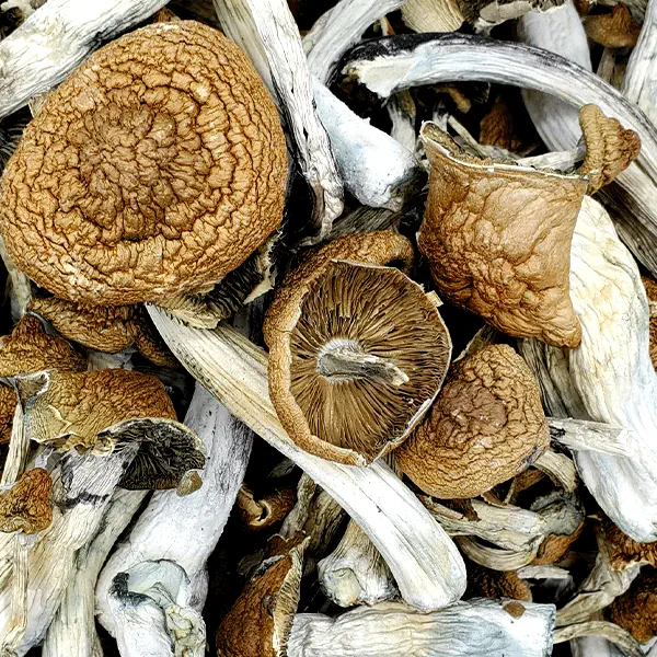 Magic Mushroom UK: Complete Guide to Psilocybin Mushrooms, Legal Status, and Use in 2025