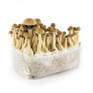 Buy mazatapec-mushroom-grow-kit in UK